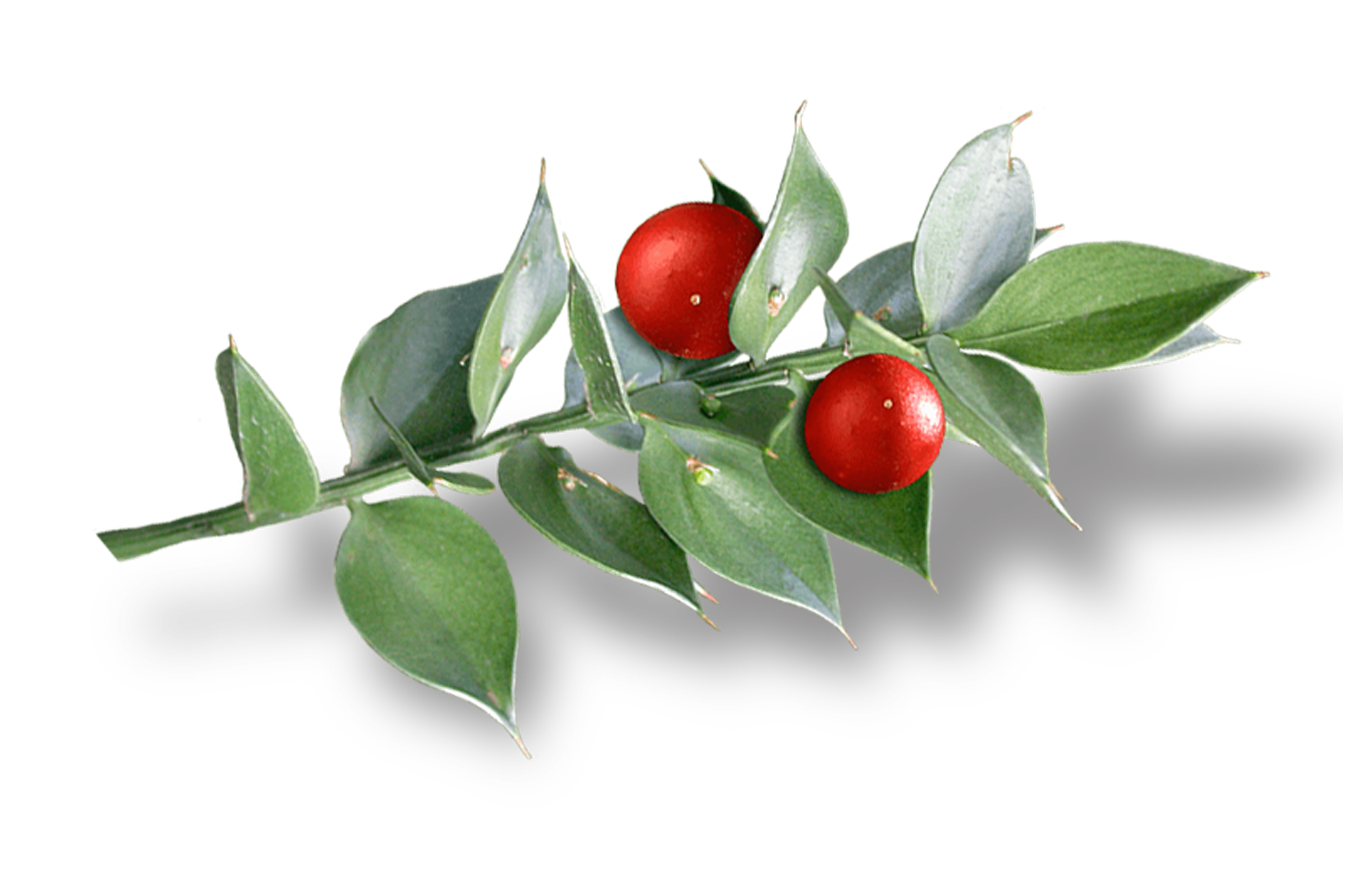 RUSCUS